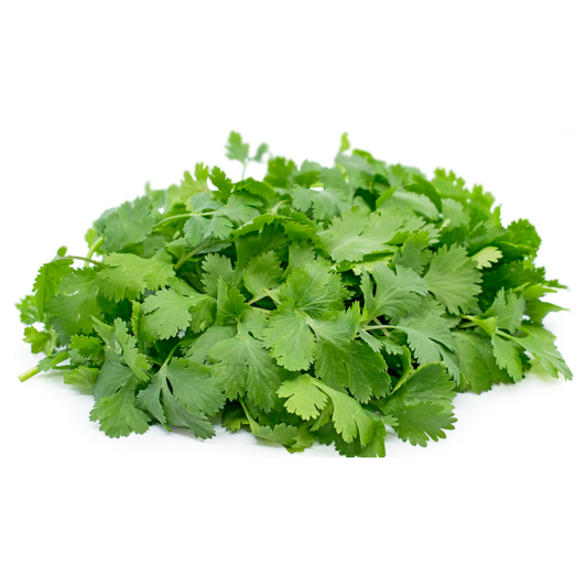 Cilantro